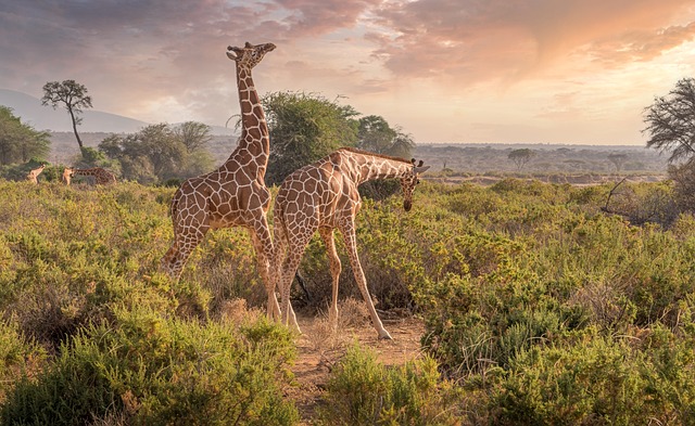 coppia giraffe