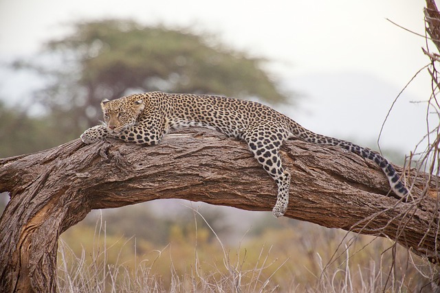 leopardo sull'albero